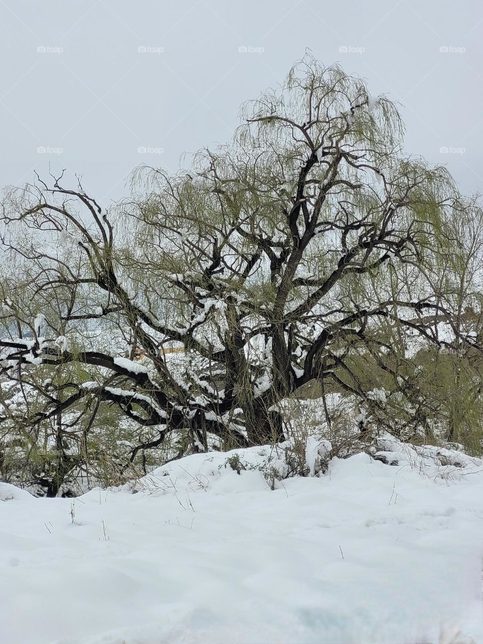 escarcha y árbol