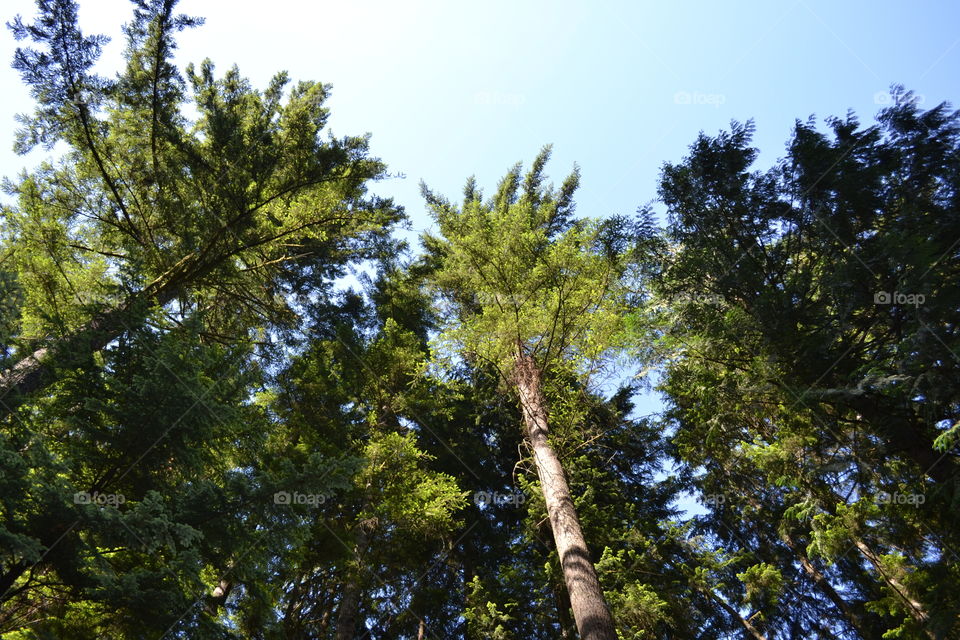 Forest from the ground up in early summer