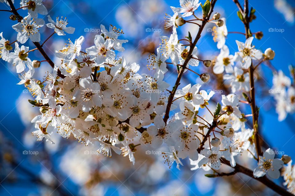 A white spring flowers