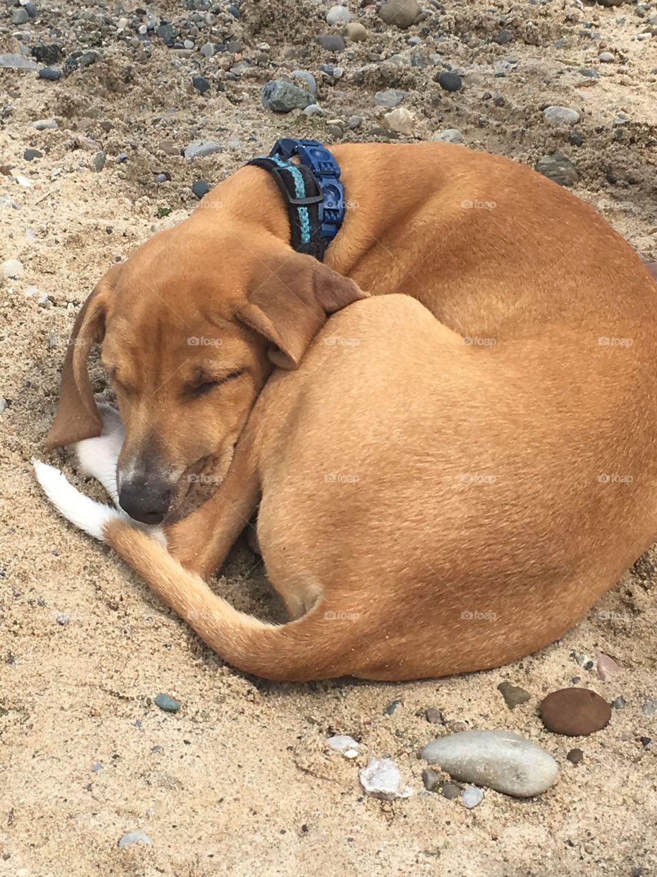 Sleepy beach dog