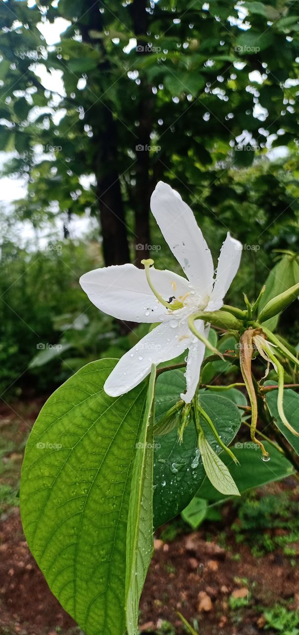 white flowers