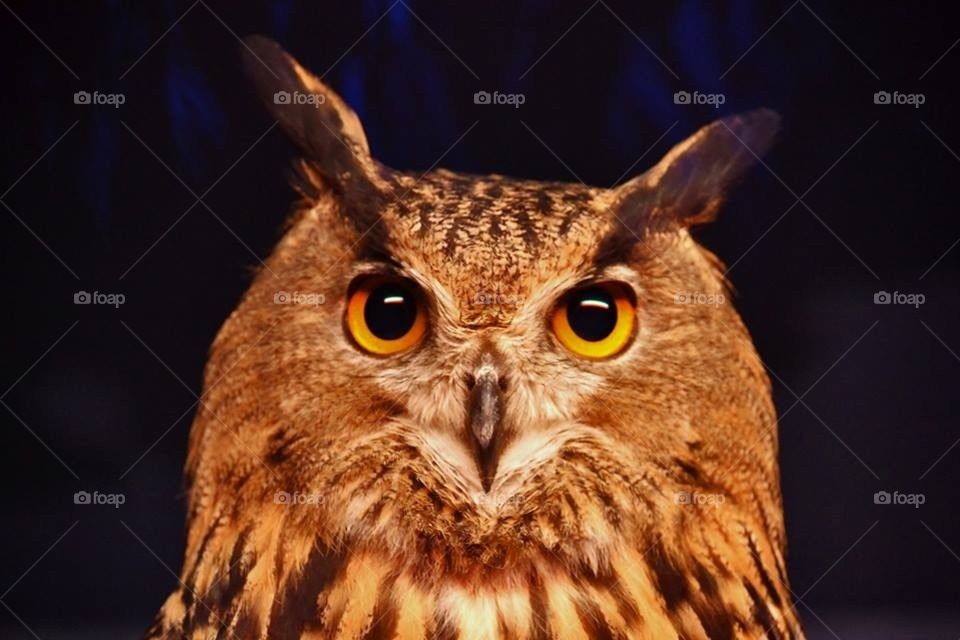 Eurasian eagle owl