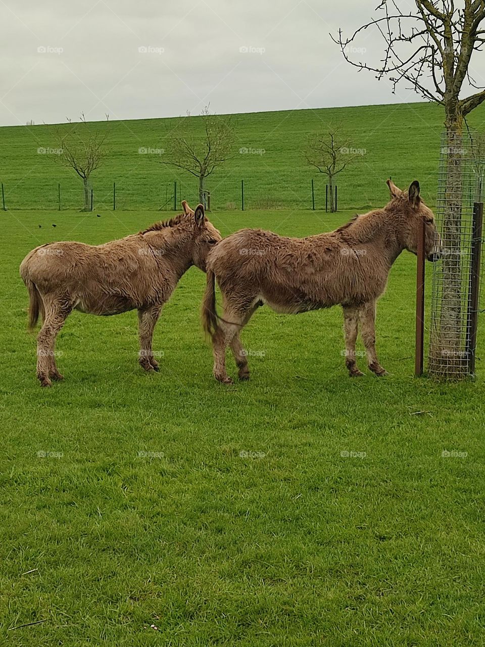 Two donkeys in the meadow