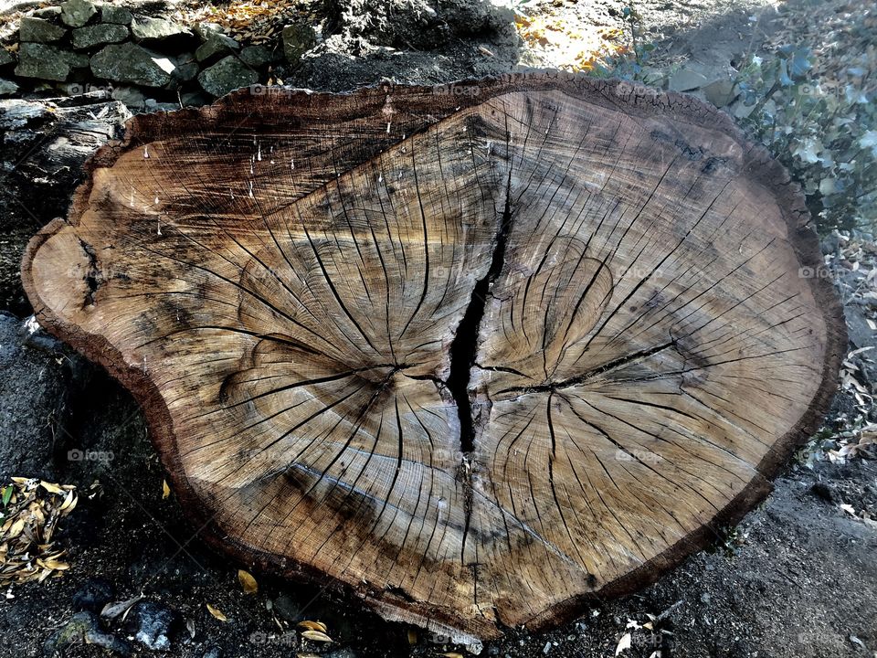 The pattern on the tree stump shows how the tree aged through the years. The cuts from the center to the periphery almost create a nice pattern! 