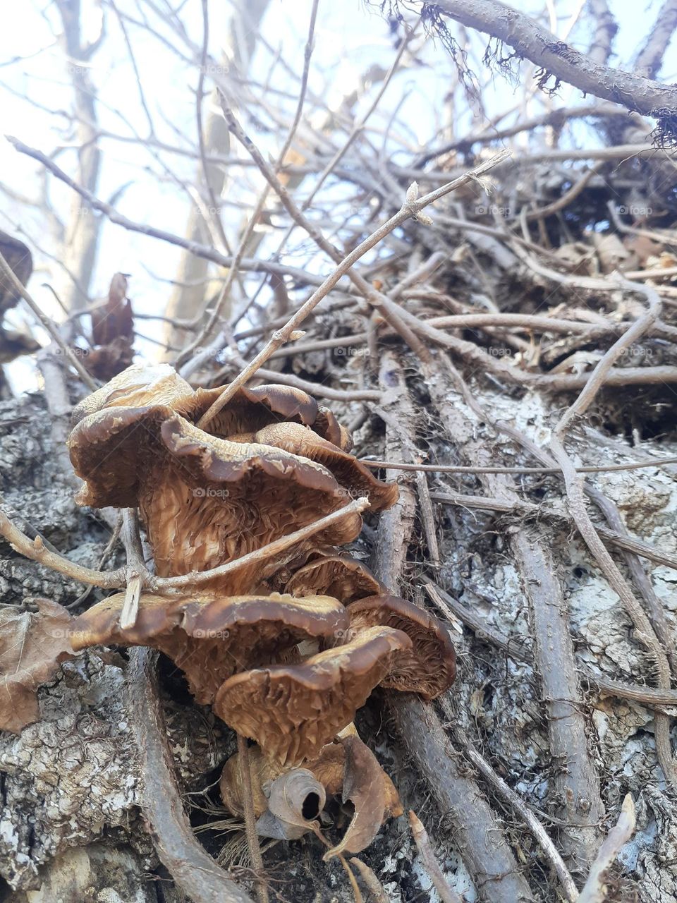 Mushrooms and Choke Vines