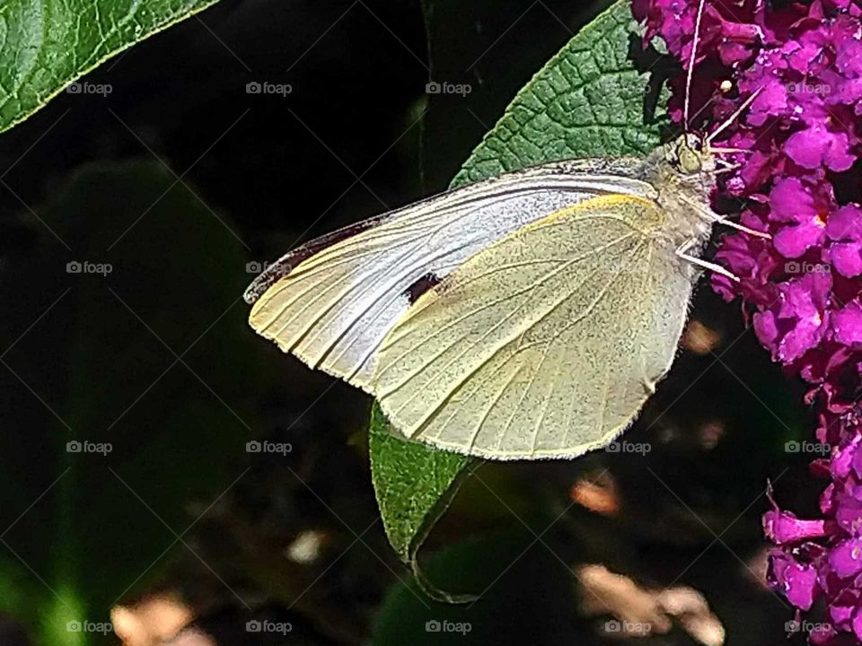Butterfly Large White.