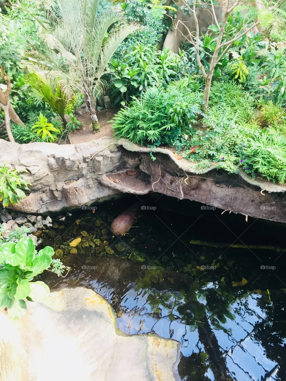 🎋🎋