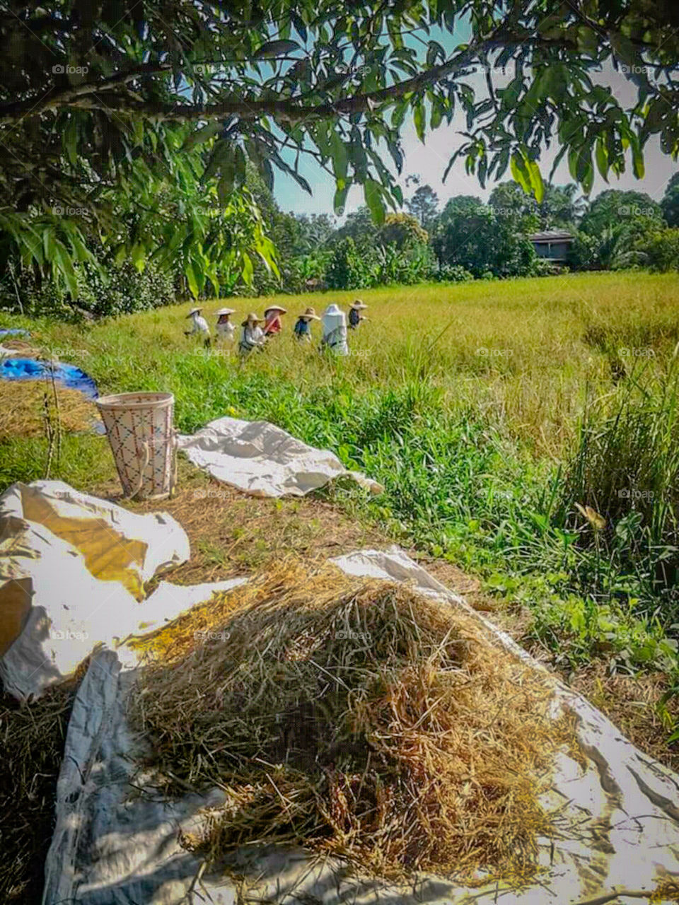 Traditional,  tradition,  Sun,  Paddy,  Rice,  Family,  Hardworking, Money,  Small,  Village.