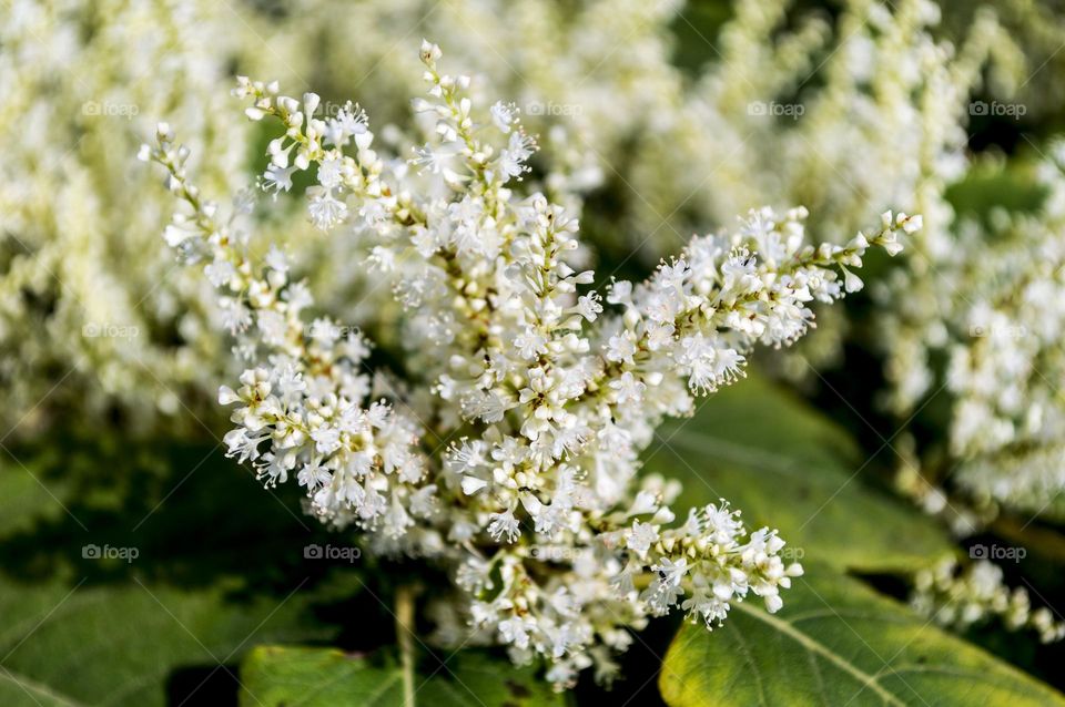 Autumn flowers