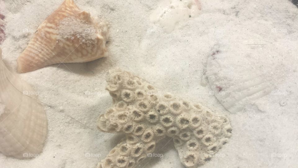 Shells. beach shells