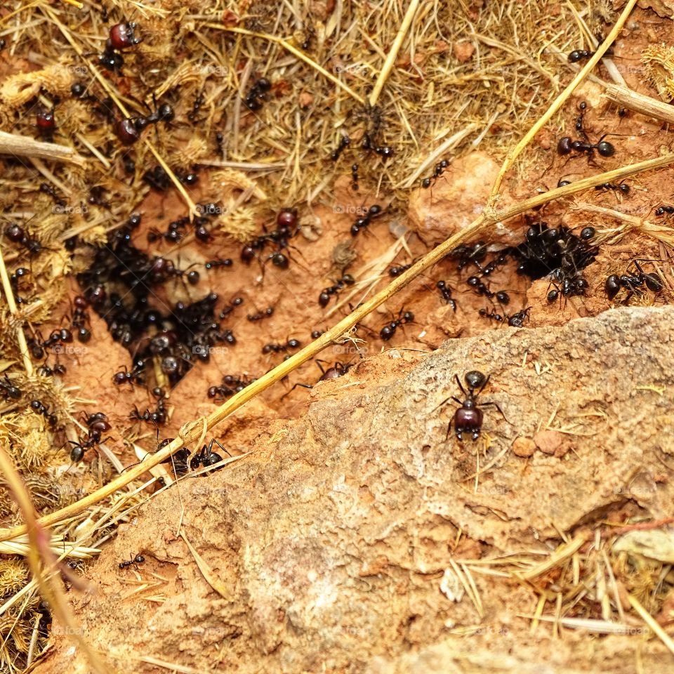 Small ants working in summer