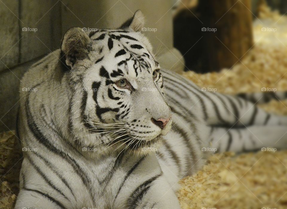 White Tiger