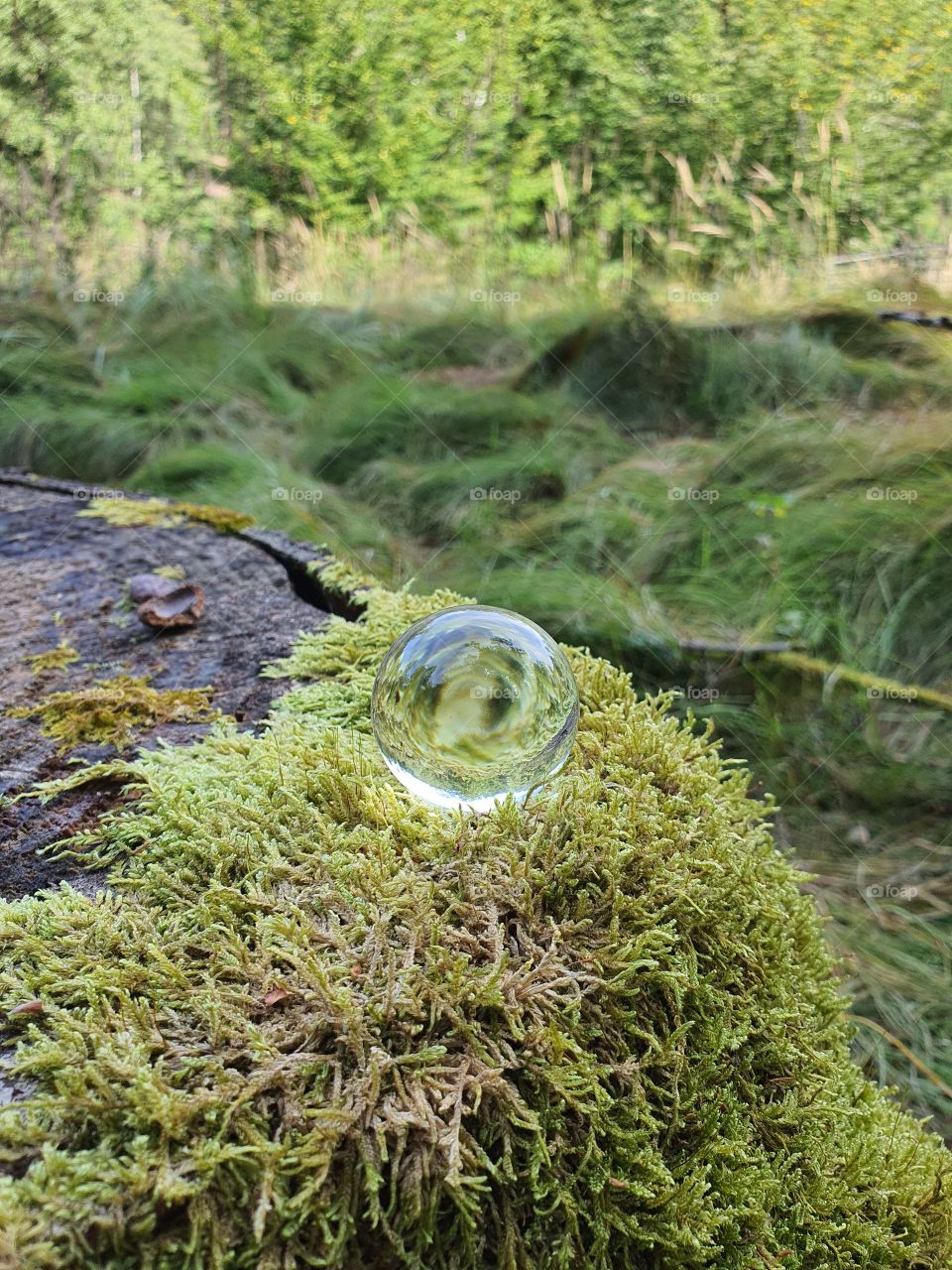 Glassbal at Treestomp