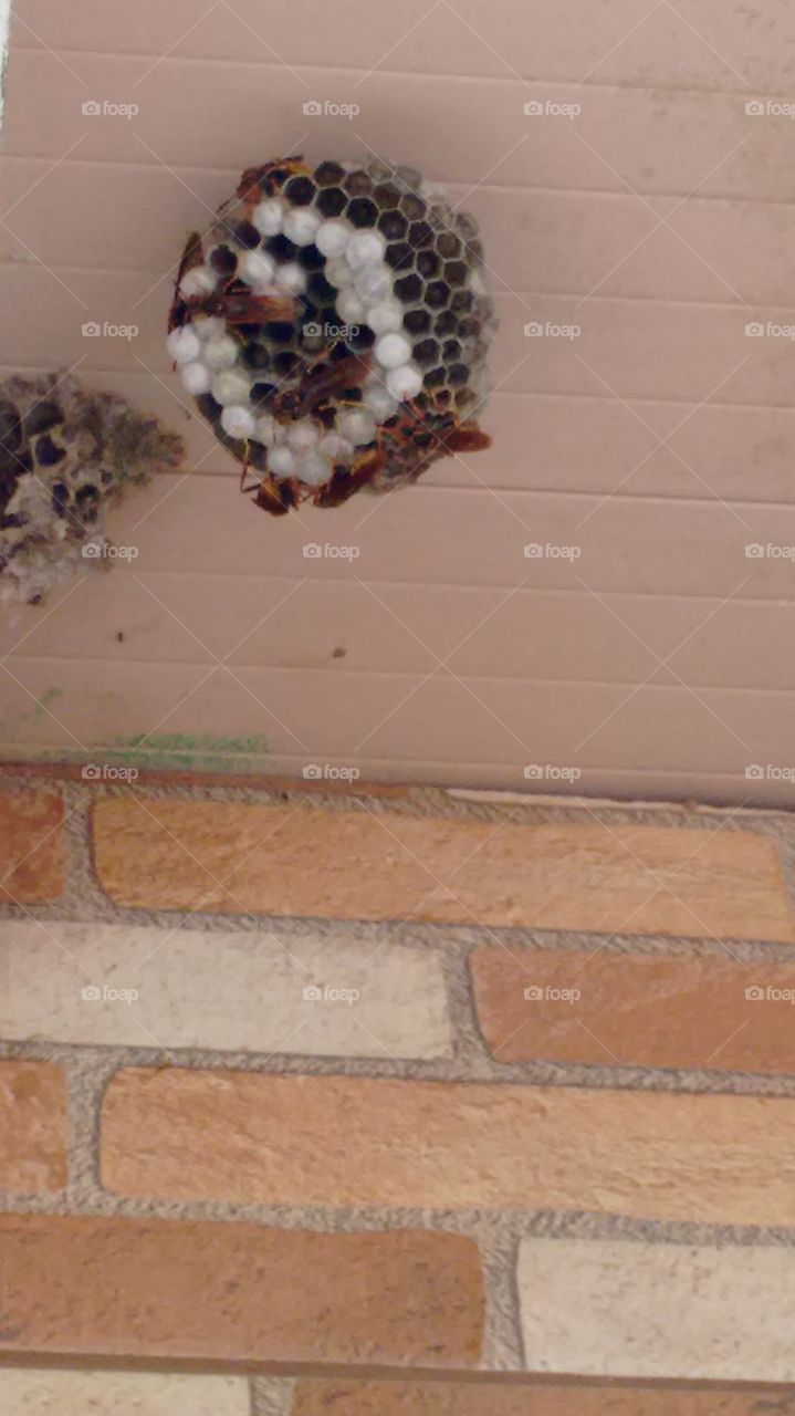ninho de vespa fauna  brasileira