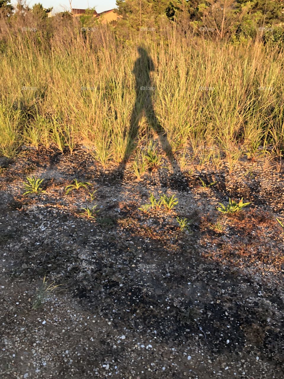 Walking silhouette in sun