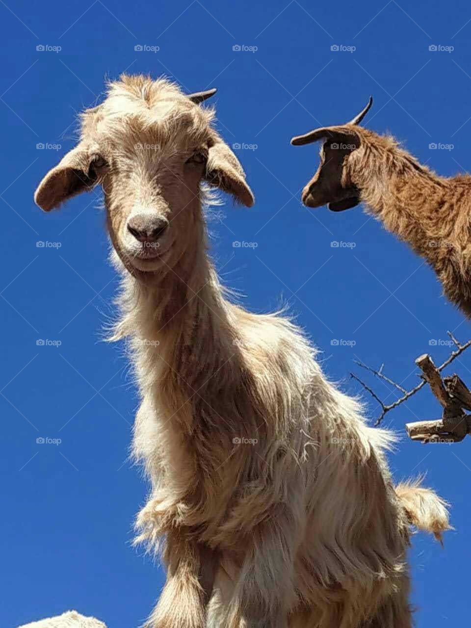 Beautiful white goat looking at camera.