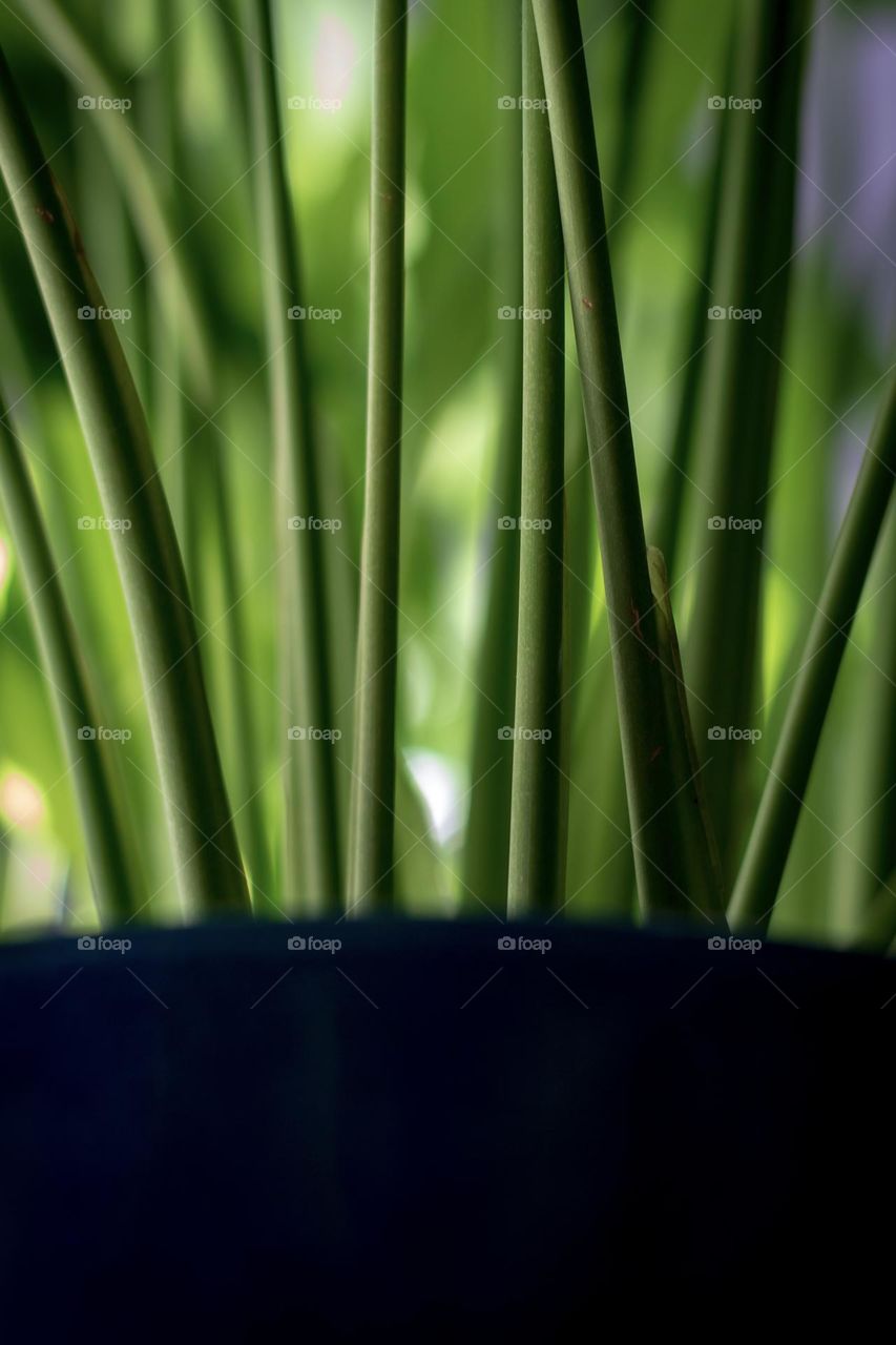 Plant (close up a potted plant)