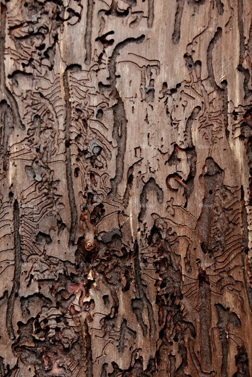 Traces of the wood worm on the inside of the tree bark