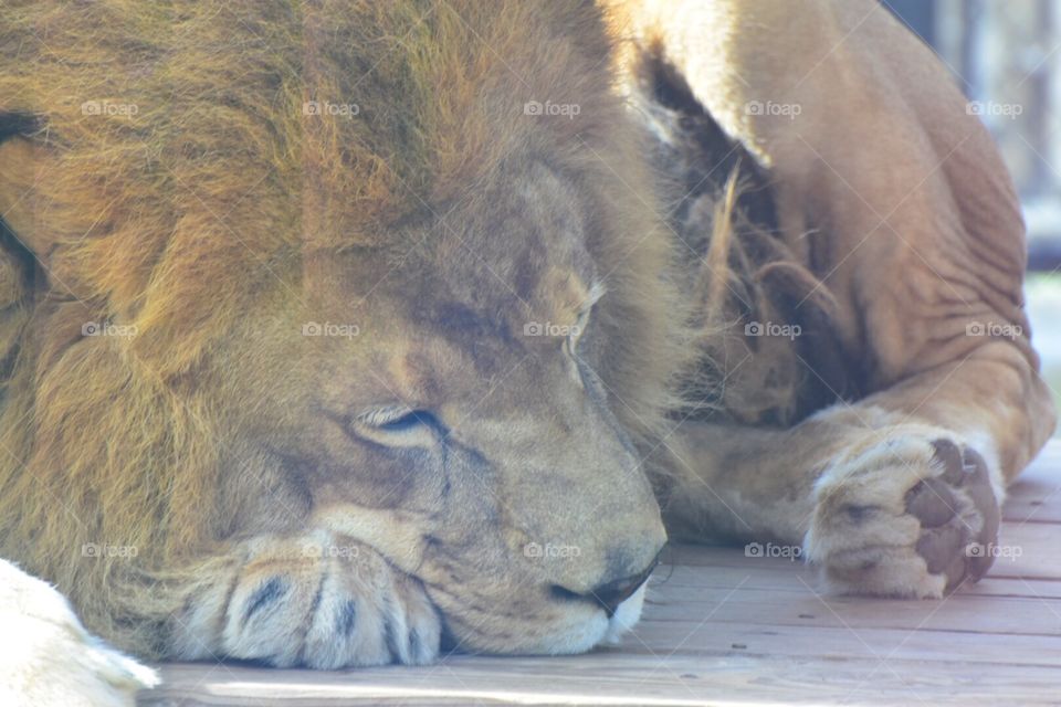 Sleeping Lion