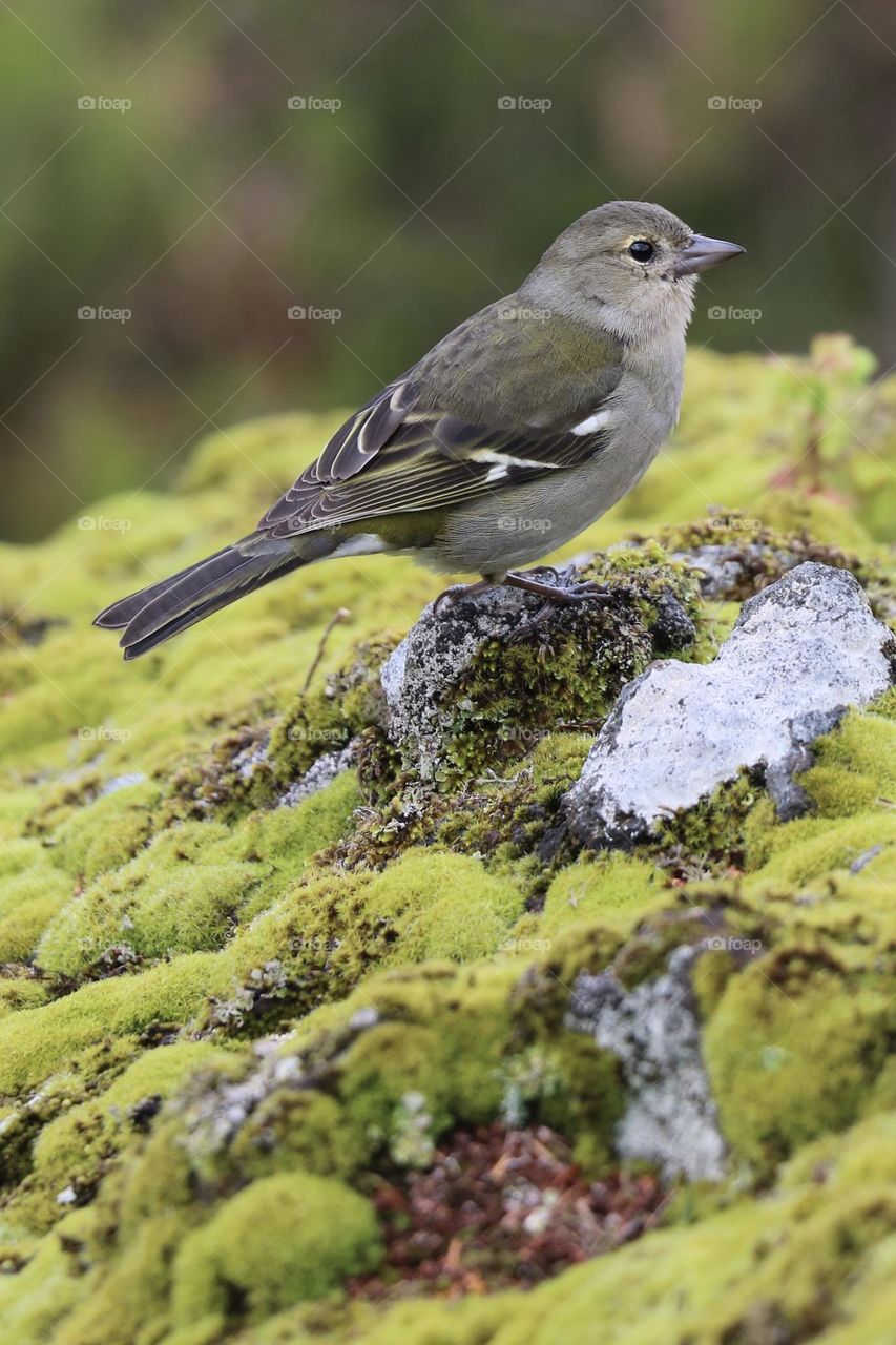 Ein Buchfink-Weibchen ruht auf moosbedeckten Steinen im sanften Waldlicht – ein ruhiger Moment in der Natur.