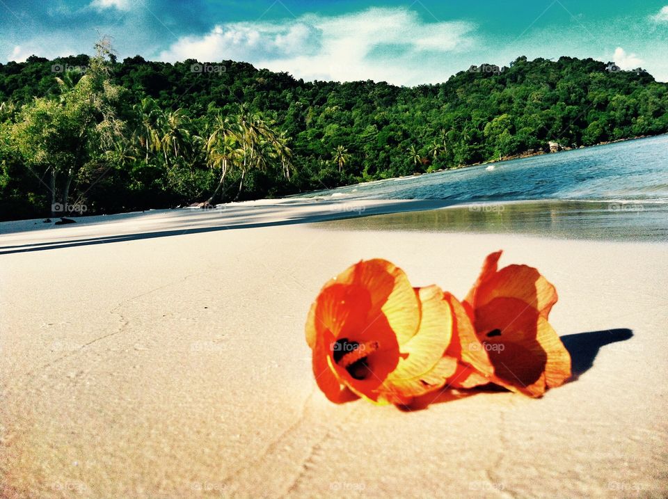 Flowers on the beach. Flowers on the vietnamese beach