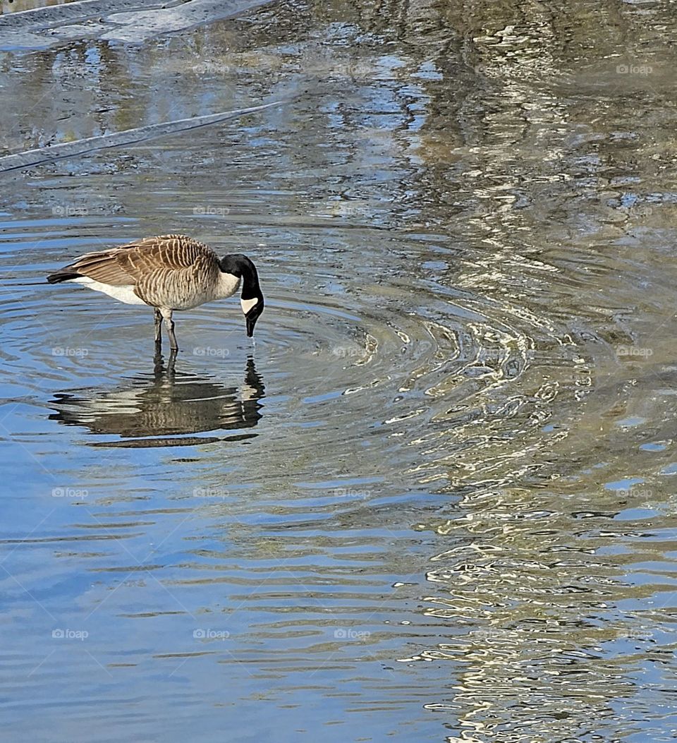 oie sauvage ds le vieux port de Montréal
