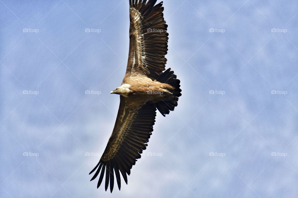 Buitre leonado
 Griffon Vulture