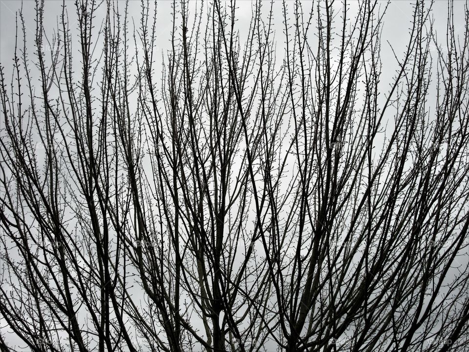 branches on a winter's day