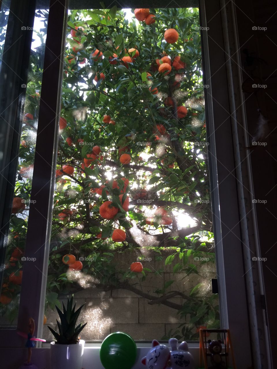 orange tree outside my bedroom window