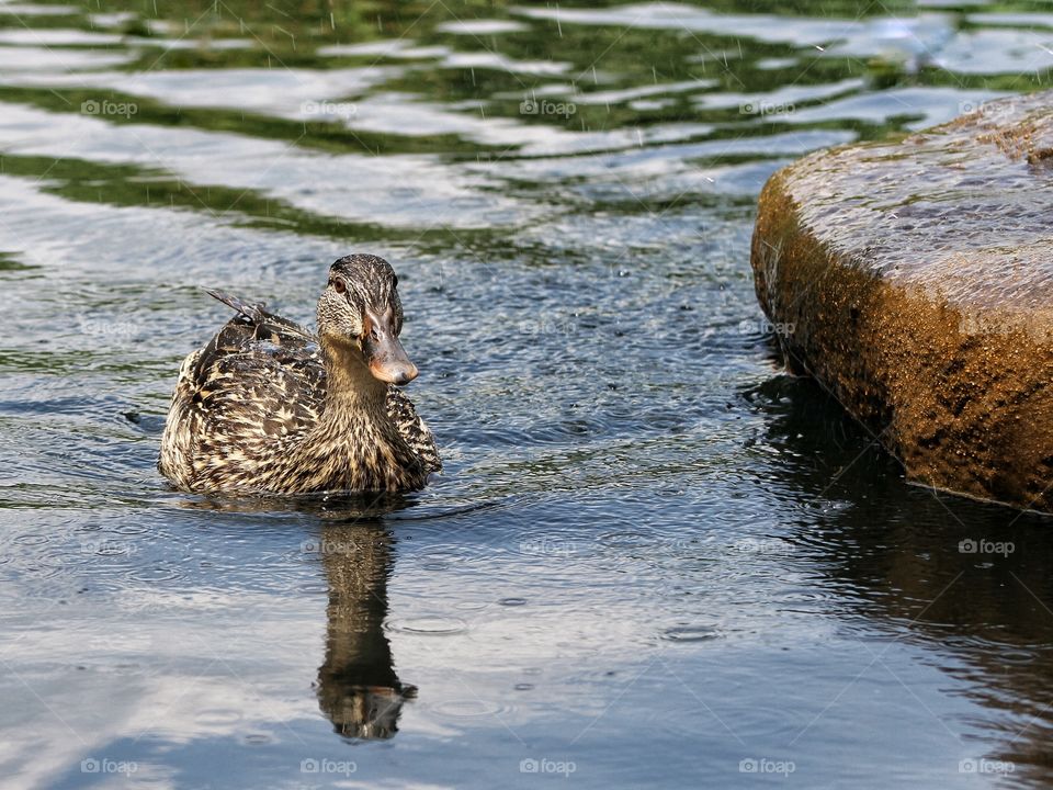 Ducks on a pond