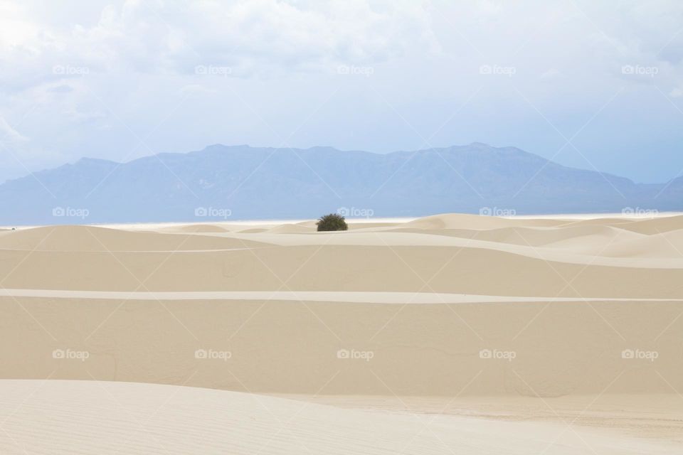 Lone desert shrub surrounded by white sands. Minimalistic and simple 