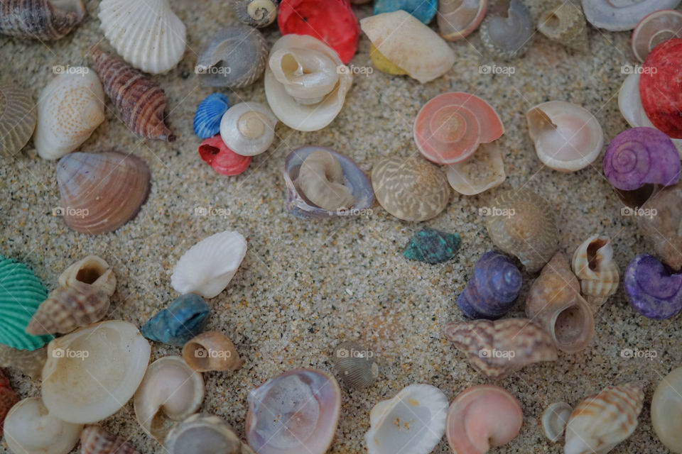 Seashells 