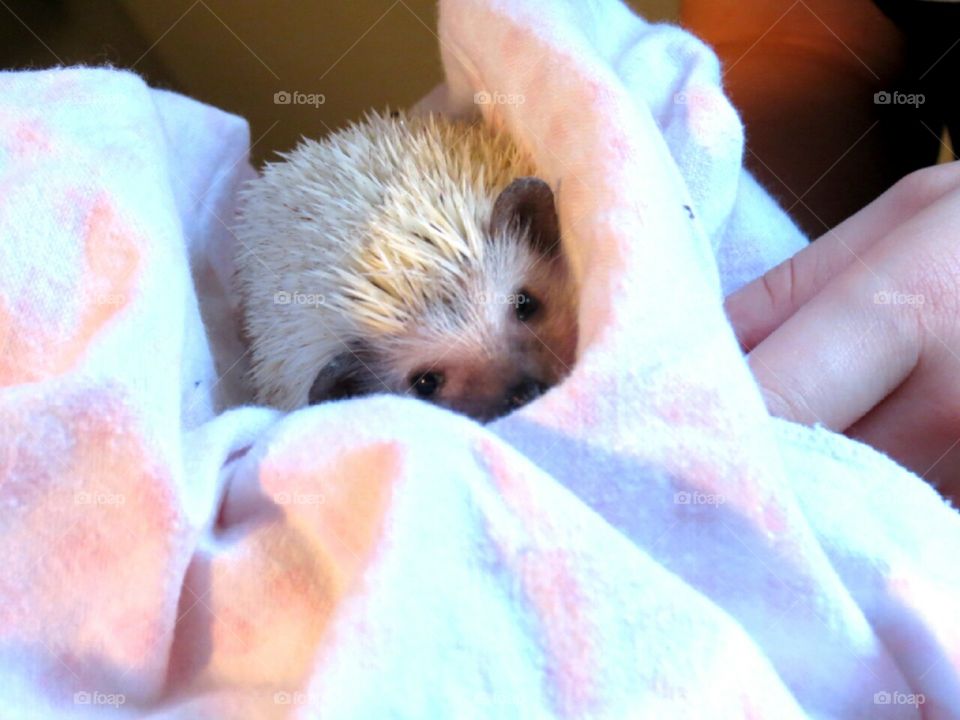 Sleepy Baby Hedgehog. My little hedgehog, Pika. She is a silver hedgehog, more on the rare side of breeds. She is cuddled in her baby blanket after waking up from her nap :)
