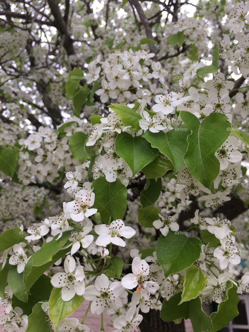 White blossoms