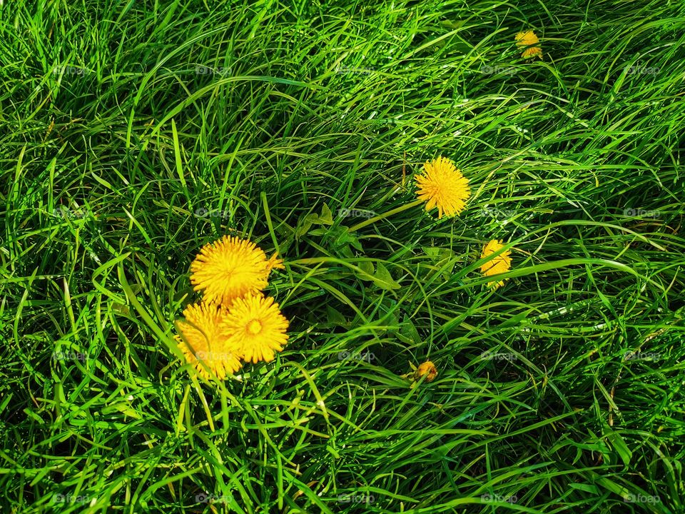 Russia nature view eco focus day part sun sunny travel Light reys trip tree form plant shades shape beauty greens outdoor freedom happy sky clouds moody fog foggy milky travel wild forest field heaven skyline horizont blue sky flowers