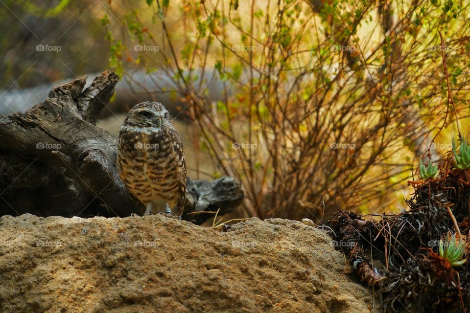 California Burrowing Owl
