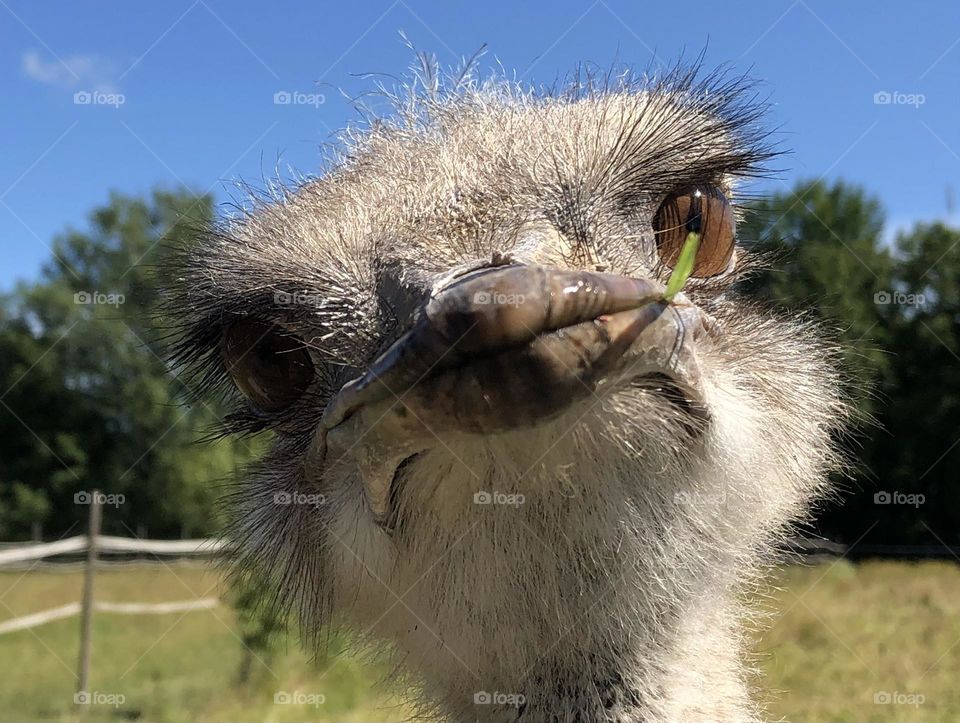 Cute happy ostrich saying hello