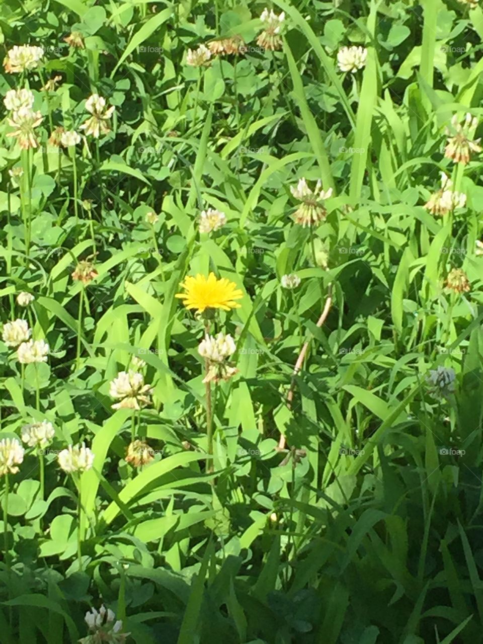 Flower among the weeds