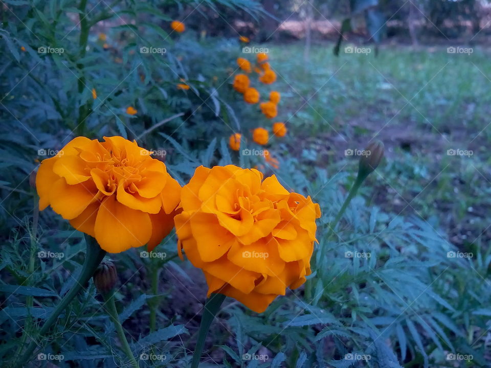 Beautiful marigold flowers - Garden
