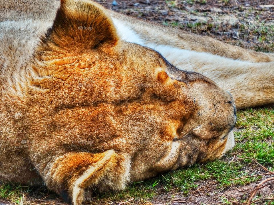 Sleeping Lion. Female Lion Taking A Nap
