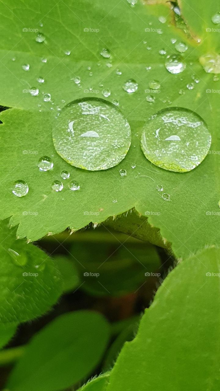 water droplets on a leaf