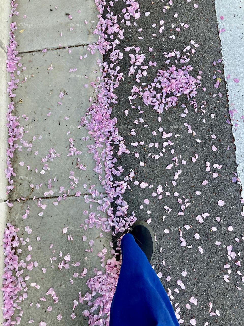 Cherry blossom petals scattered on the street