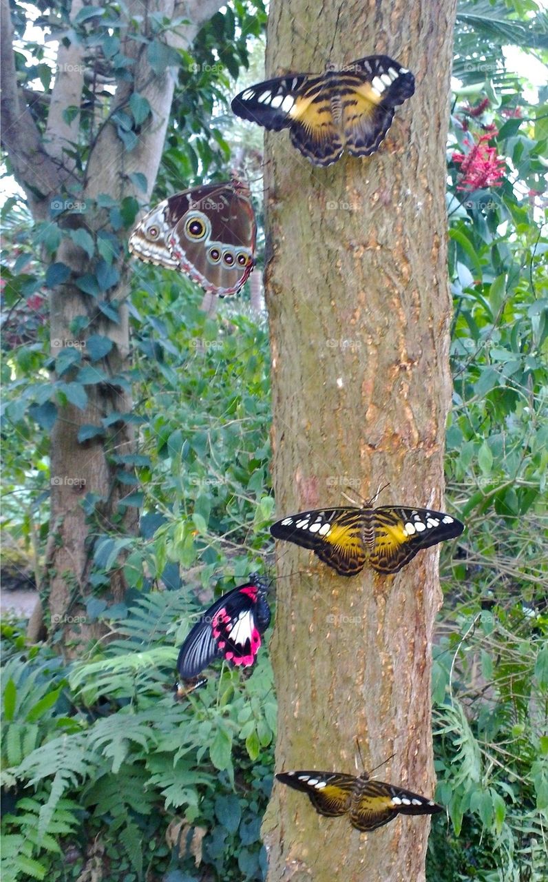 Butterflies on tree trunk