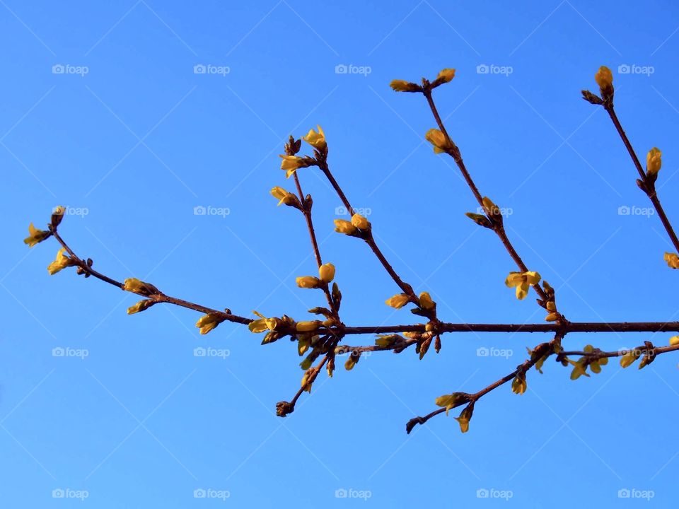 forsythia 