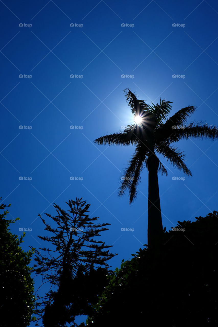 Silhouette picture of a coconut tree and the sun