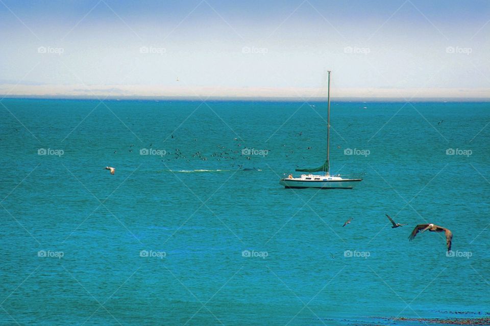 Boat, Birds & Beaches