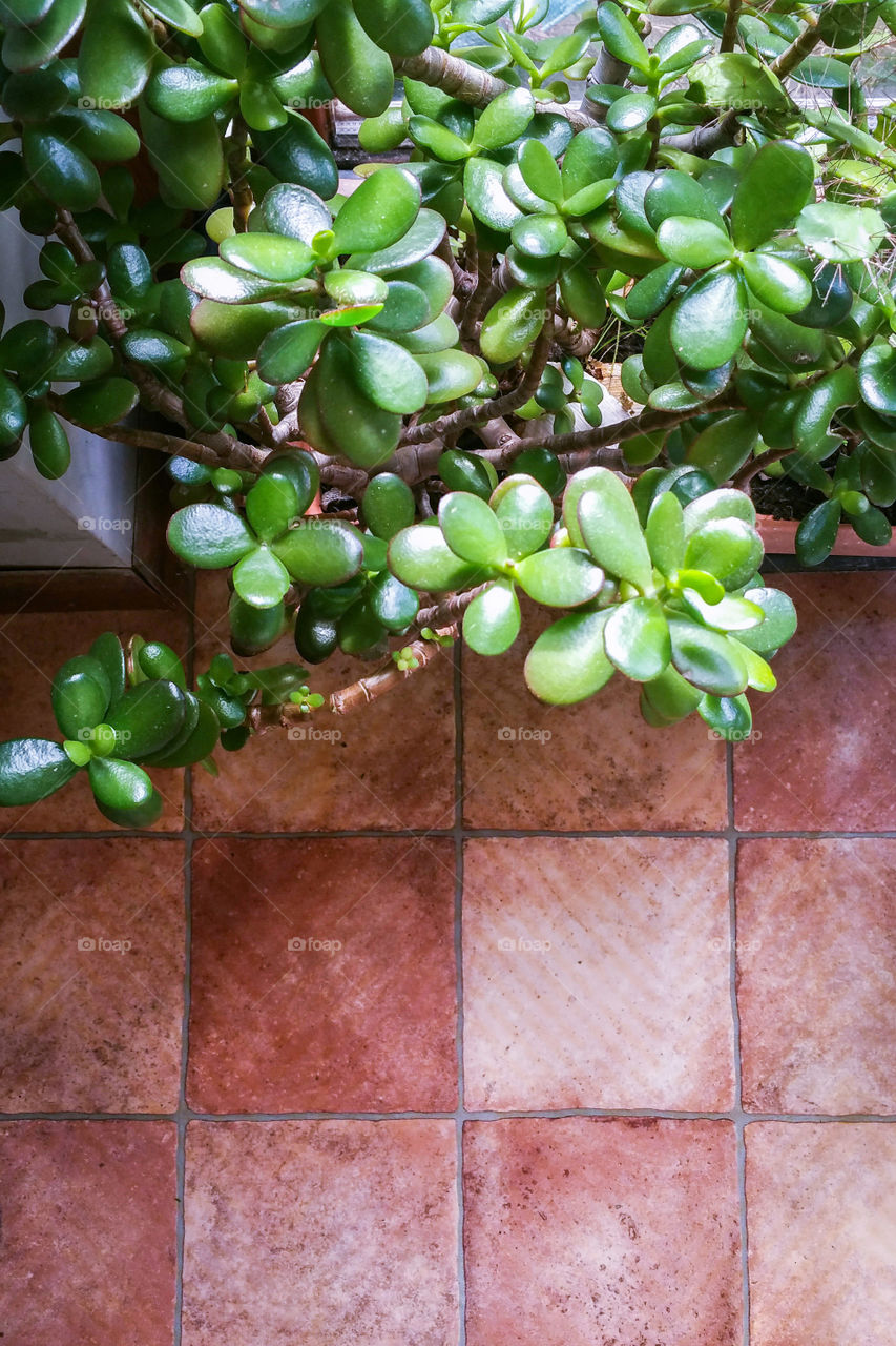 Crassula in a pot, looking down