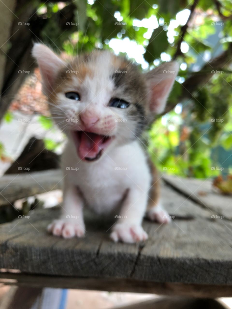 Kitten 