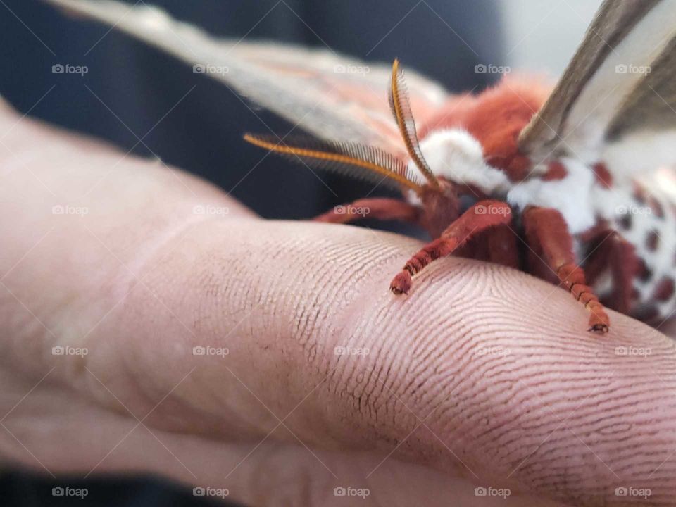 Giant moth