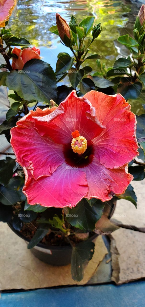 Hibiscus flower